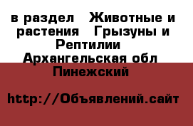  в раздел : Животные и растения » Грызуны и Рептилии . Архангельская обл.,Пинежский 